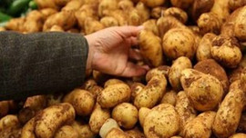 Patatesi bu sefer de hastalık vurdu!