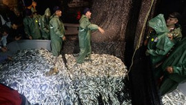 Balıkçılar "Vira Bismillah!" dedi