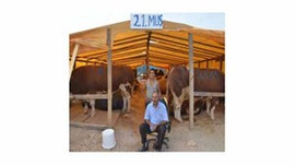 Kurbanlık çadırından 8 bin liralık danayı çaldılar