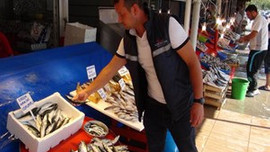 Hamsi ne kadar? Yarı yarıya düştü...