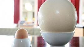 Deve kuşu yumurtasının ilginç özelliği!