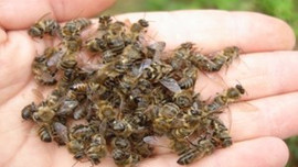 Arı ölümlerinin artması korkutuyor!