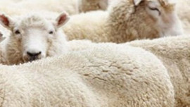 İllere göre kurbanlık fiyatları