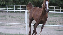 Açık arttırma ile satışa çıkarılacak!