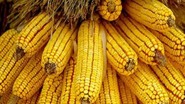 Mısır üreticisi fiyat bekliyor