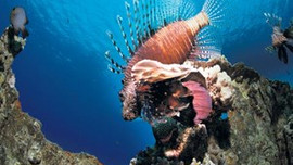 Kızıldeniz'de THY patlaması