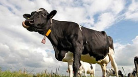 Süt üreticilerinden zam isyanı