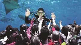 İstanbul Akvaryum'a bayramda ziyaretçi rekoru!