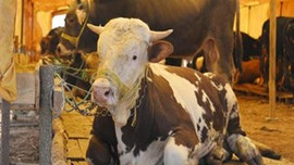 Kurbanlık fiyatları ikinci el otomobillerle yarışıyor