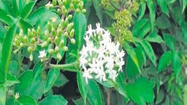 Riskli bitkilere aktar yasağı