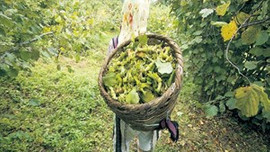 Fındığın kilosu 134 lirayı buldu