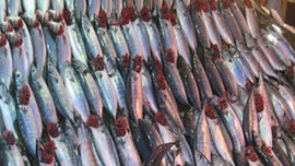 Palamutun tanesi 35 lira!