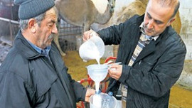 Deve sütünün kilosu 50 lira!