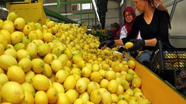 Rusya krizini pahalıya ödüyor