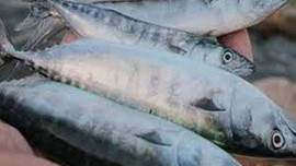 Palamut artık lüks levrek gözde