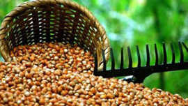 Fındık desteği için başvuru süresi 28 Ekim 2016 tarihine kadar uzatıdı