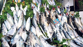 Palamut bollaştı fiyat 5 kat düştü