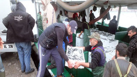 Palamutlar kaçtı! Sofraların yeni gözdesi hamsi olacak