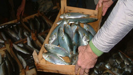 Hava muhalefeti balık fiyatlarını yükseltti