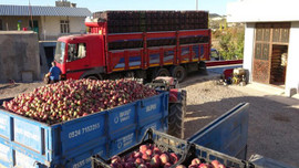 50 kuruşa birinci kalite elma!