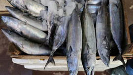 Giresun'da palamudun fiyatı 2,5 liraya düştü