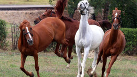 TSK binek hayvan alacak!