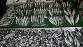 Balıkçılar soğuk havalara aldırmadı! Balık tezgahları boş kalmıyor