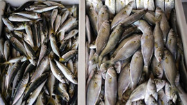 Sofralara çinekop bolluğu geldi