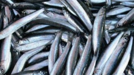 Hamsinin fiyatı yüzde 60 düştü