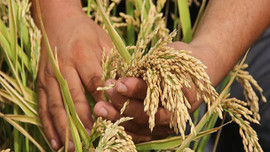 TİGEM'e 3 bin 713 işçi alınacak