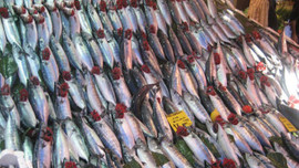 Palamut balıkçıların yüzünü güldürdü