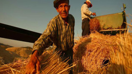 Çiftçilere destek ödemesi yarın başlıyor