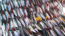 Çinekop yüz güldürüyor