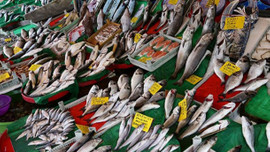 Hamsi yüzde yüz zamlandı