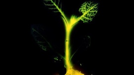 Şehirlere ağaç lambalar geliyor