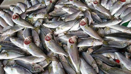 Fırtınalar dindi balık fiyatları düştü