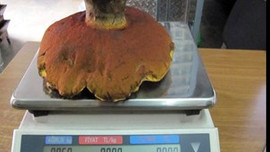 1 kiloluk mantar görenleri şaşırttı