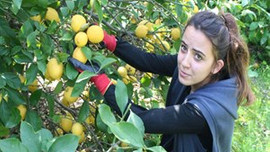 Limonun fiyatı tavan yaptı