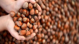 Fındığın kilosu 9 liraya düştü