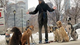 Köpek gezdirerek ayda 5 bin lira kazanabilirsiniz!