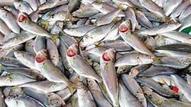 Çinekopun fiyatı kırmızı eti geçti