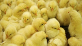 Öğretmen maaşları 'civcivle ödendi