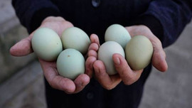 Bu yumurtanın tanesi tam 10 lira