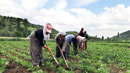 Çiftçilere müjde! Destek ödemesi yapılacak!