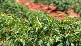 Manisa'da biber hasadı başladı