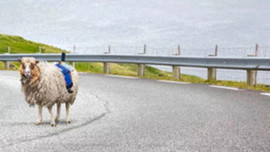 Google'dan ilginç yatırım! Koyunlara kamera taktı!