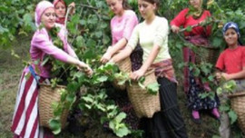 Fındık toplama işçisine 55 lira verilecek