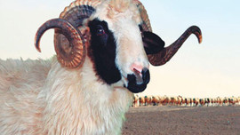 Kurbanlık fiyatları yüzde 30 zamlandı!