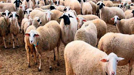 4 milyon kurbanlık Kurban Bayramı için yola çıkıyor