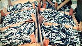 Av yasağı bitiyor bu gece ilk ağ atılacak!